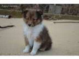 Shetland Sheepdog Puppy for sale in Center Cross, VA, USA