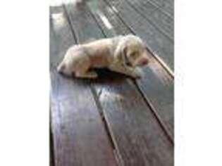Weimaraner Puppy for sale in Lewistown, IL, USA