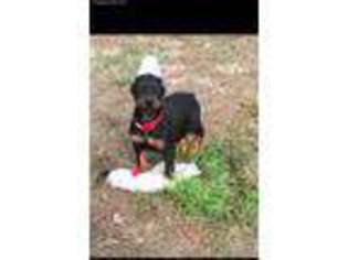 Doberman Pinscher Puppy for sale in Bell, FL, USA