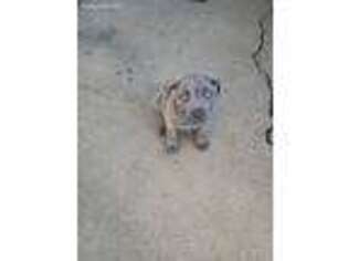 Mastiff Puppy for sale in Morgan Hill, CA, USA
