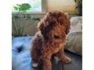Mutt Puppy for sale in Garfield, NJ, USA