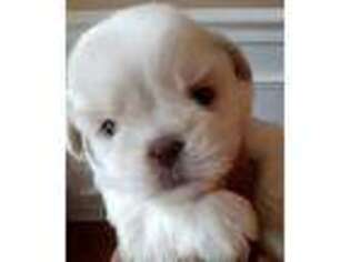 Mutt Puppy for sale in Natchez, MS, USA