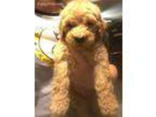 Labradoodle Puppy for sale in Melbourne, FL, USA