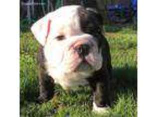 Bulldog Puppy for sale in Joshua, TX, USA