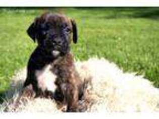 Boxer Puppy for sale in Ashtabula, OH, USA