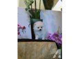 Pomeranian Puppy for sale in CULVER CITY, CA, USA