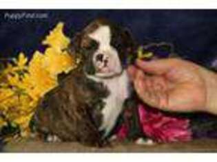 Bulldog Puppy for sale in New Holland, PA, USA