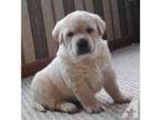 Labrador Retriever Puppy for sale in ALLIANCE, OH, USA