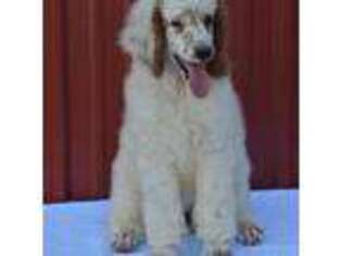 Mutt Puppy for sale in Bucyrus, MO, USA