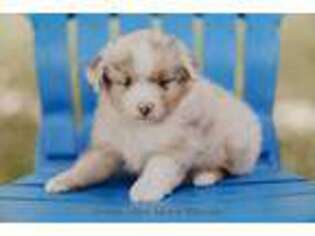 Miniature Australian Shepherd Puppy for sale in Salem, MO, USA