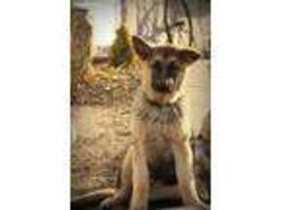 German Shepherd Dog Puppy for sale in Warrensburg, MO, USA