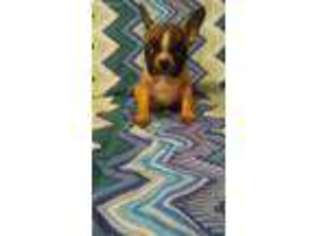 French Bulldog Puppy for sale in Abilene, TX, USA