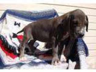 Great Dane Puppy for sale in MESA, AZ, USA