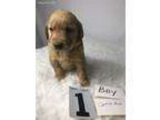 Golden Retriever Puppy for sale in Ivanhoe, TX, USA
