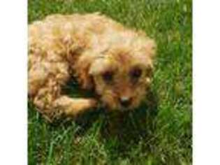Cavapoo Puppy for sale in Charles City, IA, USA