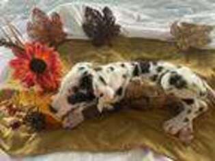 Great Dane Puppy for sale in Burlington, KS, USA