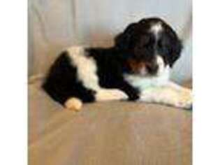 Mutt Puppy for sale in Mount Vernon, IA, USA