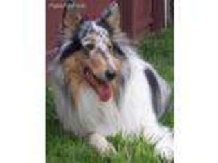 Collie Puppy for sale in Pittsburgh, PA, USA