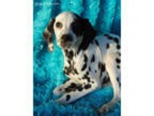 Dalmatian Puppy for sale in Hartville, MO, USA