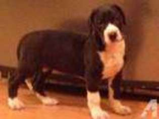 Great Dane Puppy for sale in MANCHESTER, NH, USA