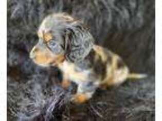 Dachshund Puppy for sale in Broken Bow, OK, USA