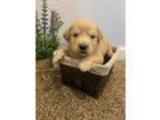 Golden Retriever Puppy for sale in Hughesville, MO, USA