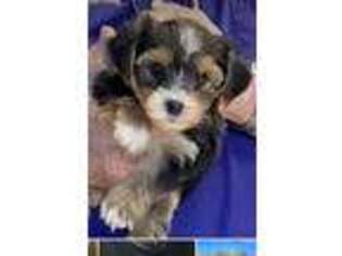 Yorkshire Terrier Puppy for sale in Bethel, PA, USA