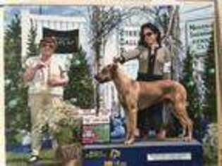 Rhodesian Ridgeback Puppy for sale in Bridgeton, NJ, USA