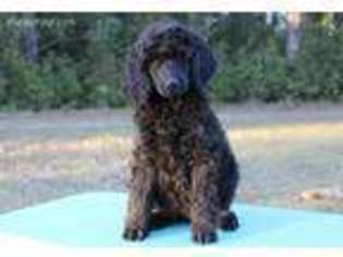 Mutt Puppy for sale in Woodbine, GA, USA