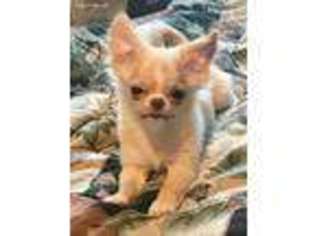 Chihuahua Puppy for sale in Reno, NV, USA