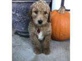 Labradoodle Puppy for sale in Royse City, TX, USA