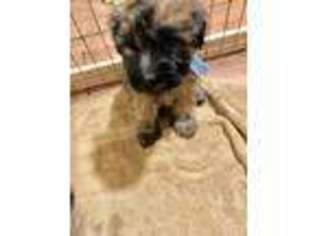 Soft Coated Wheaten Terrier Puppy for sale in Palm, PA, USA