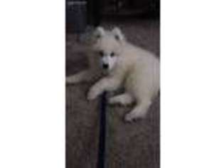 Samoyed Puppy for sale in Tega Cay, SC, USA