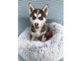 Siberian Husky Puppy for sale in Las Vegas, NV, USA