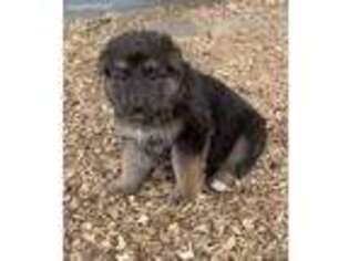 German Shepherd Dog Puppy for sale in Belton, TX, USA