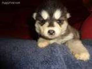 Alaskan Malamute Puppy for sale in Boone, NC, USA