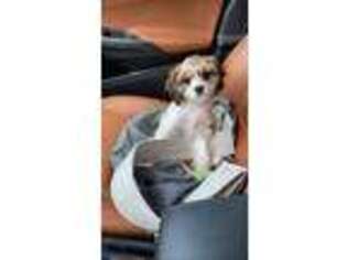 Cavachon Puppy for sale in Dunwoody, GA, USA