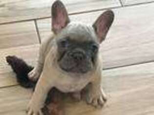 French Bulldog Puppy for sale in Plainfield, IL, USA