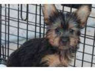Medium Photo #1 Silky Terrier Puppy For Sale in Sun Valley, CA, USA