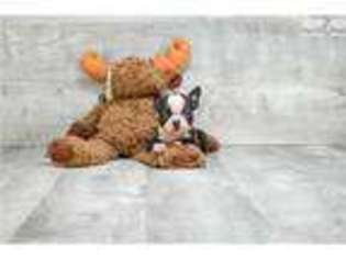 Boston Terrier Puppy for sale in Columbus, OH, USA