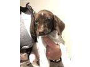 German Shorthaired Pointer Puppy for sale in Newton, NH, USA