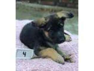 German Shepherd Dog Puppy for sale in Jacksonville, FL, USA