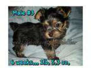 Yorkshire Terrier Puppy for sale in Lake Placid, FL, USA