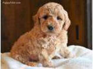 Goldendoodle Puppy for sale in Culpeper, VA, USA