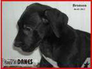 Great Dane Puppy for sale in SAINT JOSEPH, MI, USA