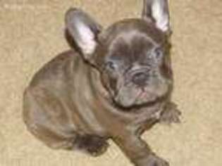 French Bulldog Puppy for sale in Wheelersburg, OH, USA
