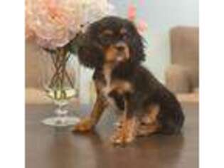 Cavalier King Charles Spaniel Puppy for sale in Lawrenceville, GA, USA