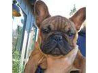 French Bulldog Puppy for sale in Bend, OR, USA
