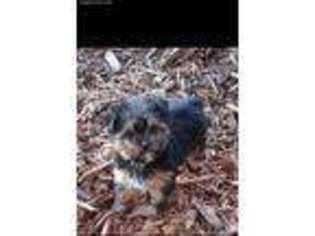 Yorkshire Terrier Puppy for sale in Colony, KS, USA