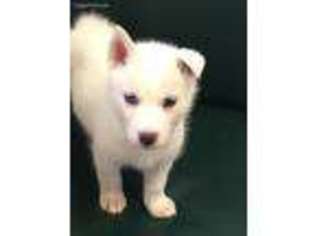 Siberian Husky Puppy for sale in Deep Run, NC, USA